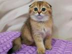 Scottish Fold Golden Becky_