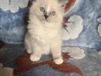 Purebred Ragdoll Female Kitten