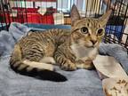 Adopt Gravy a Tabby, Domestic Short Hair