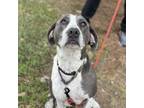 Adopt Liam a German Shorthaired Pointer, Mixed Breed