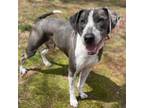 Adopt Liam a German Shorthaired Pointer, Mixed Breed