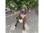 Adopt Roscoe a Mixed Breed