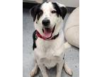 Adopt Boomer a Pointer