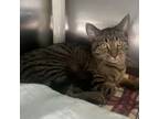 Adopt Rudy a Domestic Short Hair