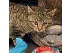 Adopt Ezra a Tabby