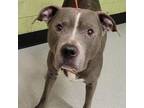 Adopt RICARDO a Pit Bull Terrier