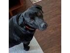 Adopt Shadow a Labrador Retriever