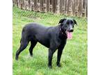 Adopt Roast Beef a Labrador Retriever