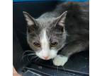 Adopt Bootsie a Domestic Short Hair