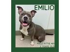 Adopt Emilio a Pit Bull Terrier