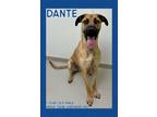 Adopt Dante a Great Dane, Shepherd