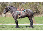 Big Super Broke Versatile 17.1 Hand Percheron Gelding, English and Western