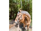 Sweet heart Thoroughbred for sale