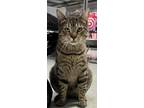 Adopt Teddy a Domestic Short Hair