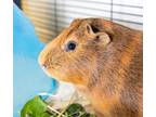 Adopt PIGLET JR. a Guinea Pig