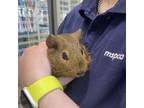 Adopt LEFTY a Guinea Pig