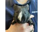 Adopt JOE a Guinea Pig