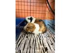 Adopt Dot & Scofield a Guinea Pig