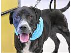 Adopt OUTLAW a Pit Bull Terrier, Labrador Retriever