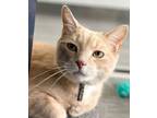 Adopt Toby a Domestic Short Hair