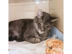 Adopt Prince a Domestic Short Hair