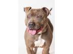 Adopt King Louie a Mixed Breed