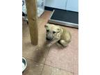 Adopt Cinnamon a German Shepherd Dog