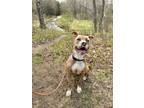 Adopt Moo a Pit Bull Terrier