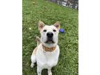 Adopt Kiba a Mixed Breed