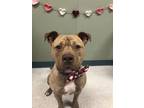 Adopt Ruger a Pit Bull Terrier