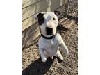 Adopt Cullen a Mixed Breed