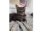 Adopt Rumble a Domestic Short Hair