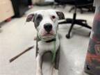 Adopt CYRUS a Pit Bull Terrier