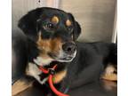 Adopt Krieger a Beagle, Mixed Breed