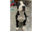 Adopt Daryl Dixon a Pit Bull Terrier, Mixed Breed