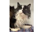 Adopt Bruno Mars a Domestic Long Hair