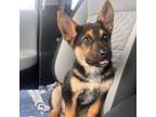 Adopt Des a German Shepherd Dog