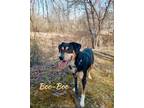 Adopt Boo-Boo a Beagle, Hound