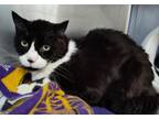 Adopt Tango a Domestic Short Hair