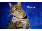 Adopt Baxter a Tabby