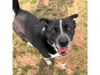 Adopt Goose a Cattle Dog
