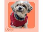 Adopt Benji a Lhasa Apso