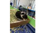 Adopt Raj a Guinea Pig