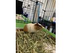 Adopt Stuart a Guinea Pig