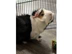 Adopt Jersey a Guinea Pig