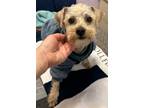 Adopt Mr. Scout a Bichon Frise, Yorkshire Terrier