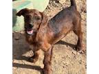 Adopt Hershey (bonded to Toto) a Yorkshire Terrier, Wirehaired Dachshund