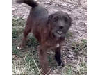 Adopt Toto (bonded to Hershey) a Yorkshire Terrier, Wirehaired Dachshund