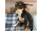 Adopt Bear a Australian Shepherd, Beagle