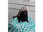 Adopt Ozzy a Ferret